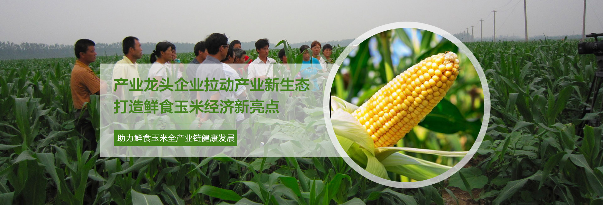 开云官方在线登录